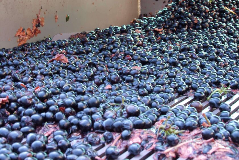 BESTMEDGRAPE Turning Grape Waste into Entrepreneurial Opportunity in Lebanon (2021)