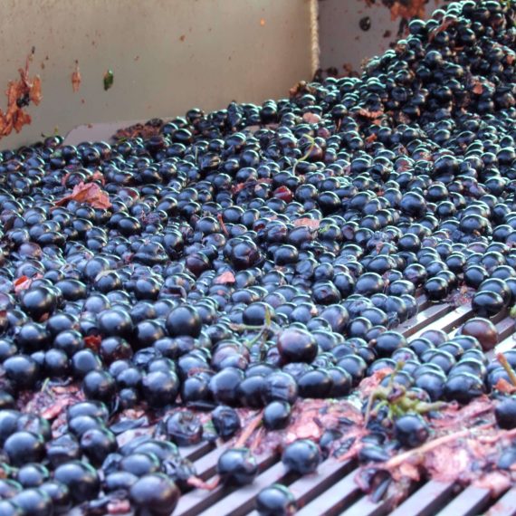 BESTMEDGRAPE Turning Grape Waste into Entrepreneurial Opportunity in Lebanon (2021)